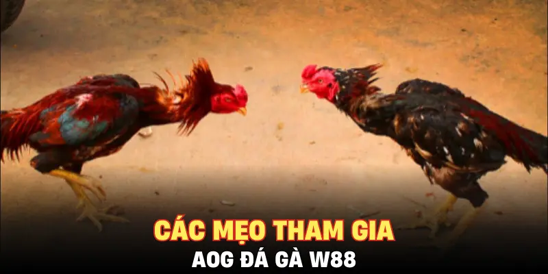 Các mẹo tham gia AOG đá gà W88