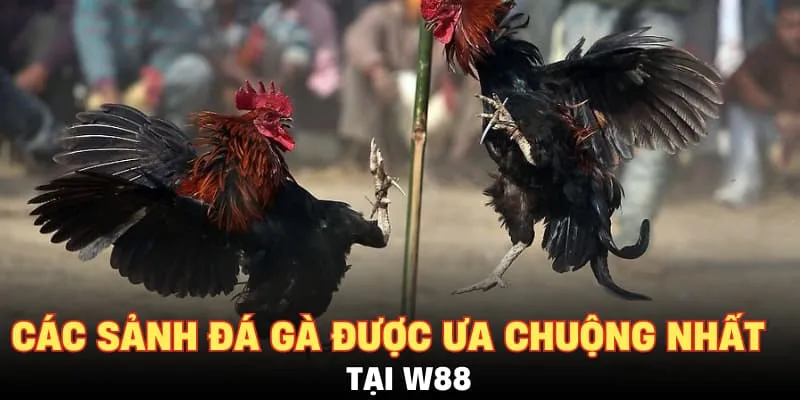 Các sảnh đá gà được ưa chuộng nhất tại W88