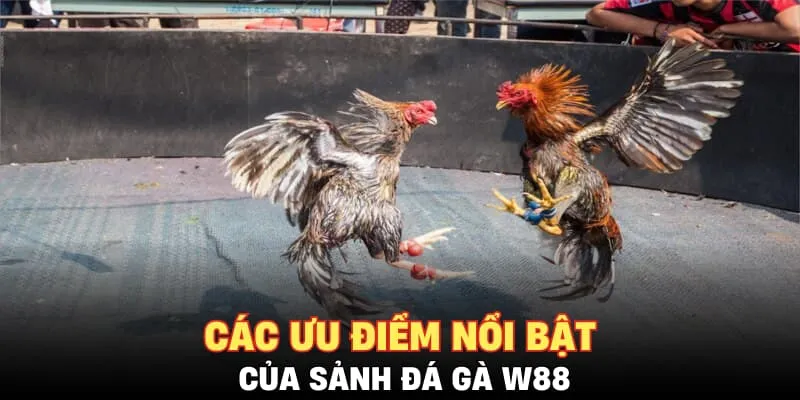 Các ưu điểm nổi bật của sảnh đá gà W88