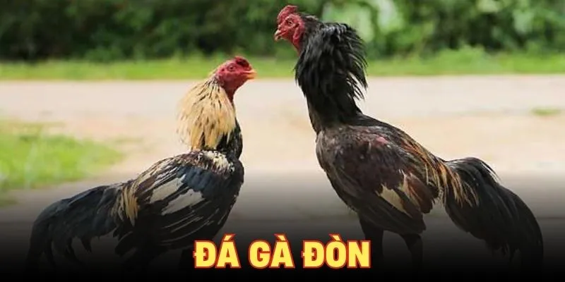 Đá gà đòn