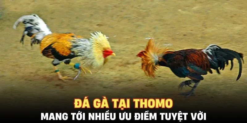 Đá gà tại Thomo mang tới nhiều ưu điểm tuyệt vời