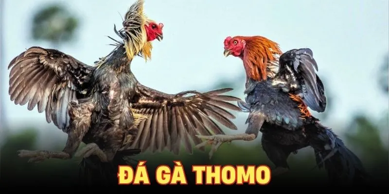 Đá gà Thomo