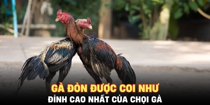 Gà đòn được coi như đỉnh cao nhất của chọi gà