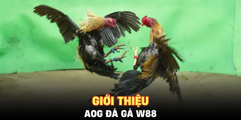 Giới thiệu AOG đá gà W88