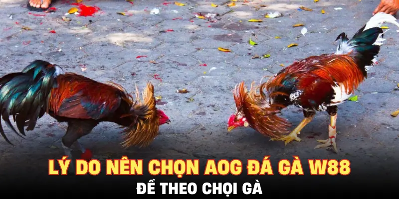 Lý do nên chọn AOG đá gà W88 để theo chọi gà