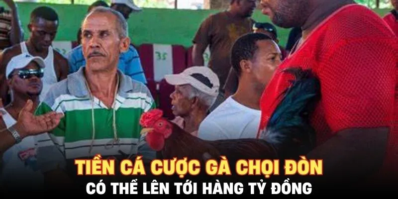 Tiền cá cược gà chọi đòn có thể lên tới hàng tỷ đồng