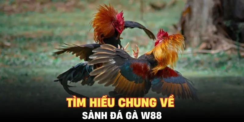 Tìm hiểu chung về sảnh đá gà W88