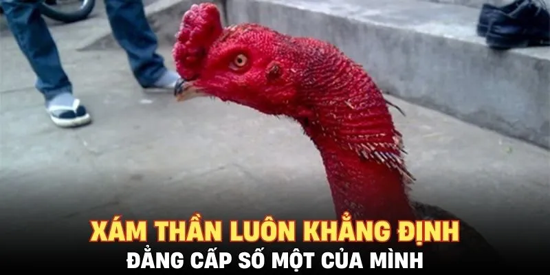 Xám Thần luôn khẳng định đẳng cấp số một của mình